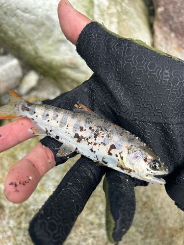 イワナの釣果