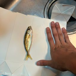 アジ