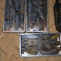 アオリイカ