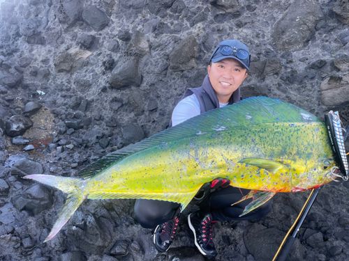 シイラの釣果