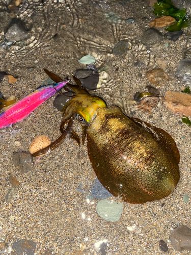 アオリイカの釣果