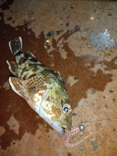カサゴの釣果
