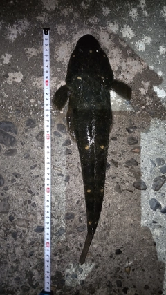 マゴチの釣果