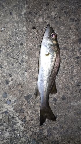 伊勢湾湾奥