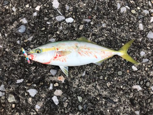 ヒラマサの釣果