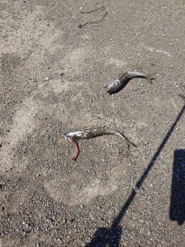 サバの釣果