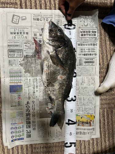 クロダイの釣果