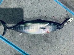 ハガツオの釣果