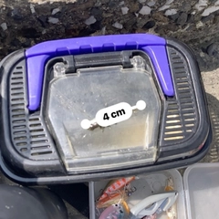 マハゼの釣果