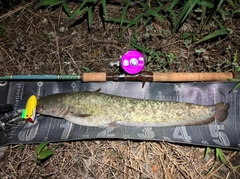 ナマズの釣果