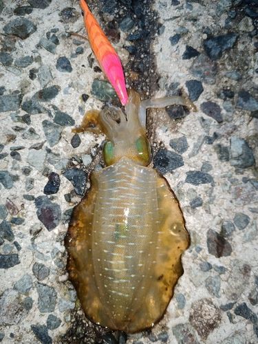 アオリイカの釣果