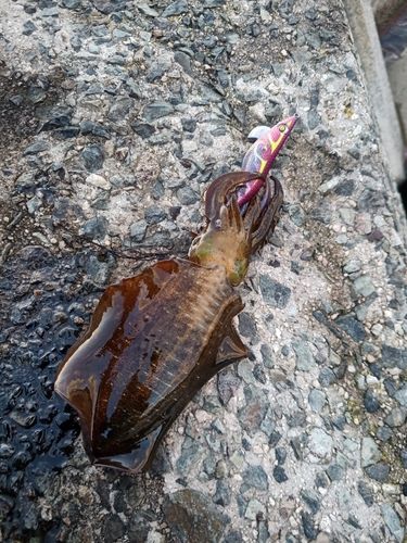 アオリイカの釣果