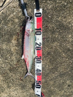 サゴシの釣果