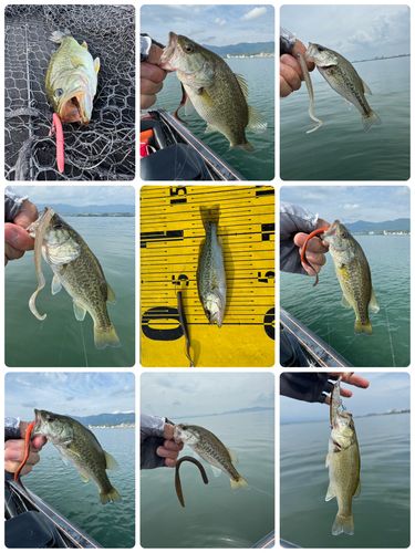 ブラックバスの釣果