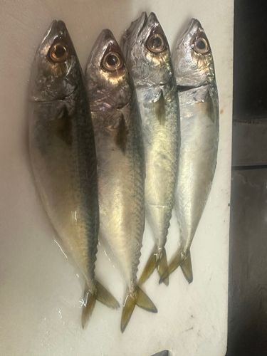 サバの釣果