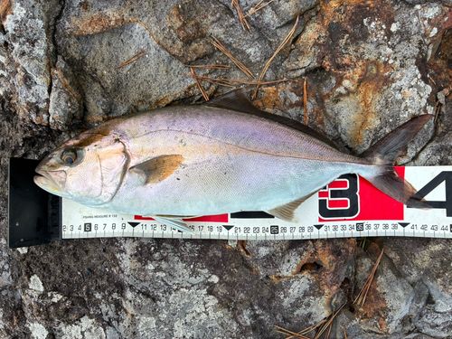 ショゴの釣果