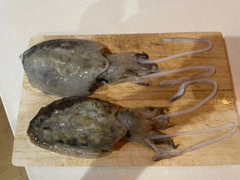 コウイカの釣果