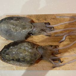 コウイカ