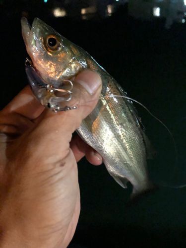 セイゴ（マルスズキ）の釣果