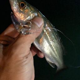 セイゴ（マルスズキ）