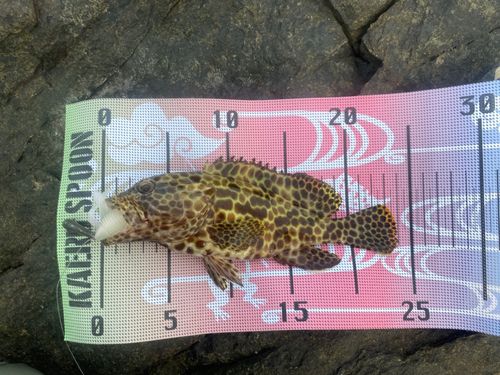 カンモンハタの釣果