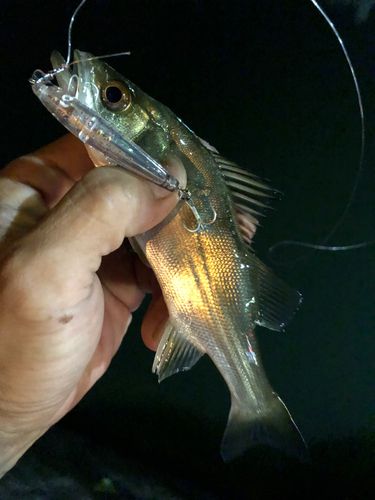 セイゴ（マルスズキ）の釣果