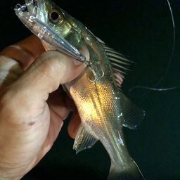 セイゴ（マルスズキ）