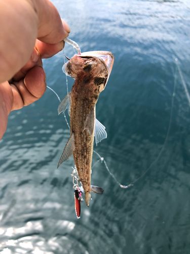 エソの釣果