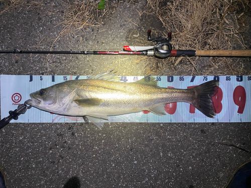 シーバスの釣果