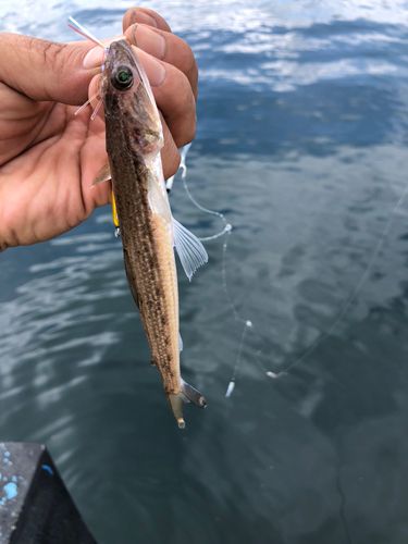 エソの釣果