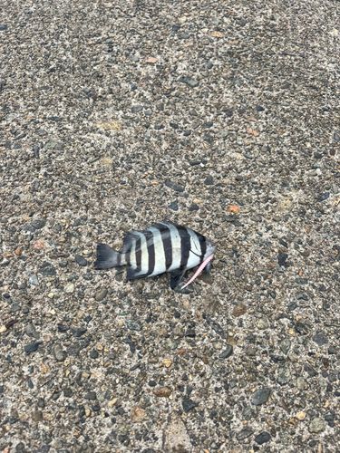 イシダイの釣果