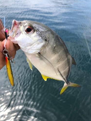 メッキの釣果