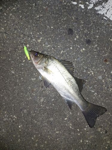 セイゴ（ヒラスズキ）の釣果