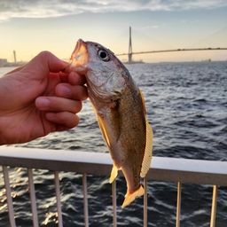 イシモチ