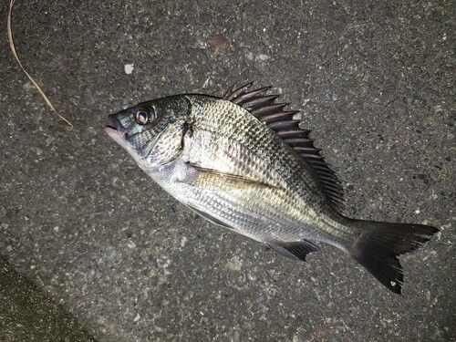 チヌの釣果