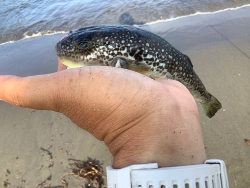 ショウサイフグの釣果