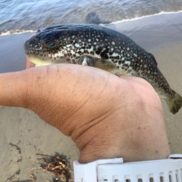 ショウサイフグ