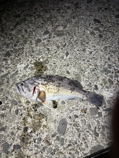 クロソイの釣果
