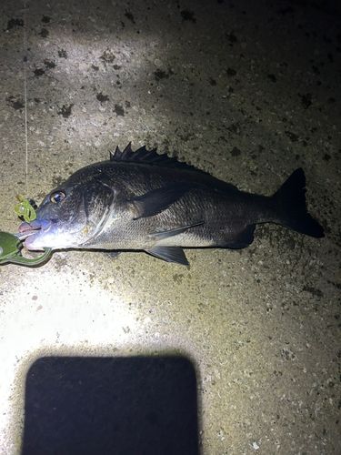 チヌの釣果