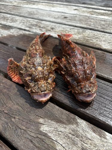 オニカサゴの釣果