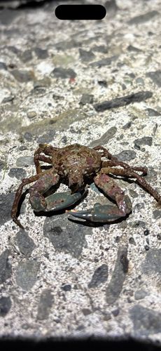 カニの釣果