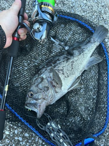 クロソイの釣果