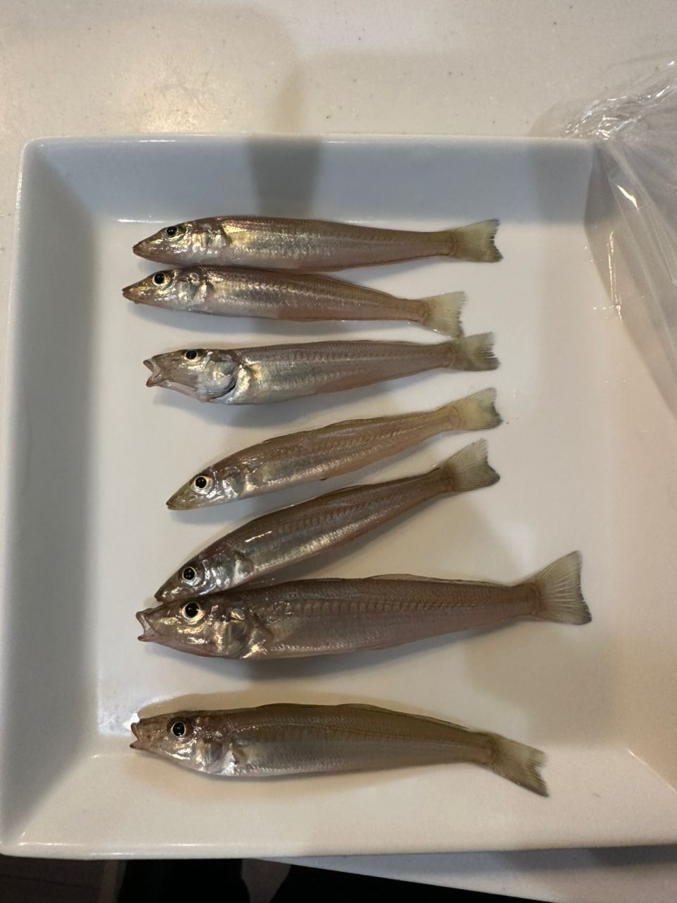 シロギス