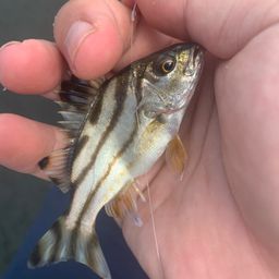 コトヒキ