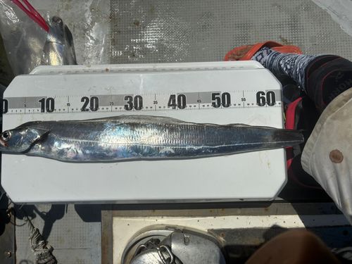 タチウオの釣果