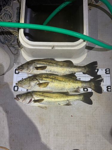 シーバスの釣果