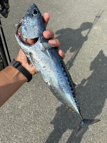 マルソウダの釣果