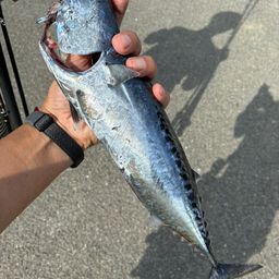 マルソウダ