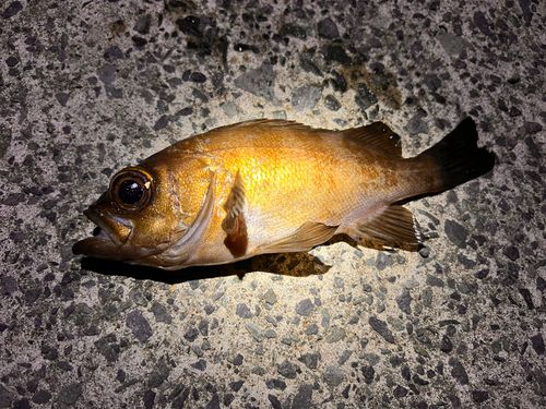 メバルの釣果