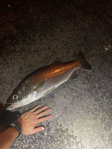 鹿児島湾南部